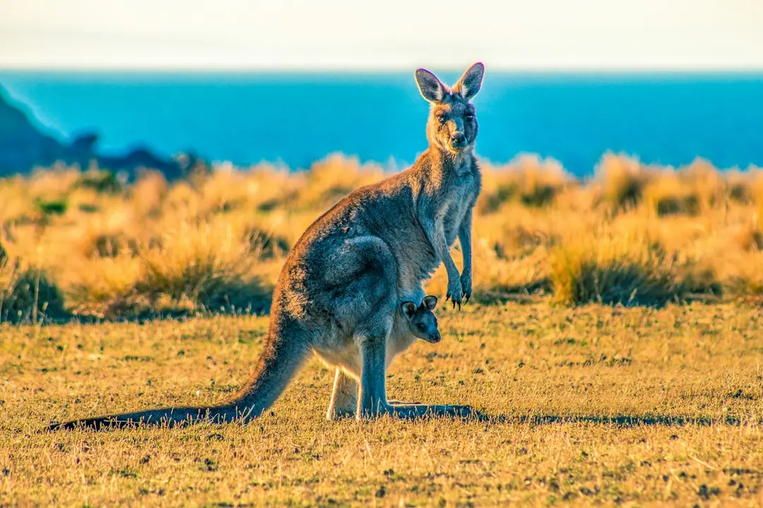 Kangaroo-ii zdrobesc Insulele Cook în Townsville